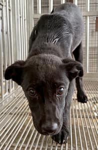 【待認養】混種犬 狗 (女生) - 花蓮縣狗貓躍動園區