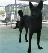 【待認養】混種犬 狗 (女生) - 南投縣公立動物收容所