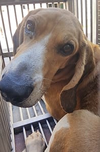 【待認養】米格魯犬 狗 (男生) - 臺中市動物之家南屯園區