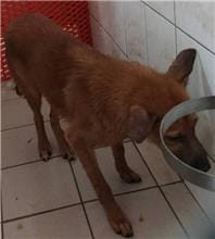 【待認養】混種犬 狗 (女生) - 連江縣流浪犬收容中心