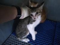 【待認養】混種貓 貓 (男生) - 桃園市動物保護教育園區