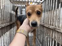 【待認養】混種犬 狗 (男生) - 桃園市動物保護教育園區