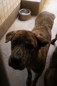 【待認養】混種犬 狗 (男生) - 宜蘭縣流浪動物中途之家