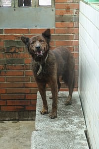 【待認養】混種犬 狗 (男生) - 宜蘭縣流浪動物中途之家