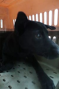 【待認養】混種犬 狗 (女生) - 宜蘭縣流浪動物中途之家