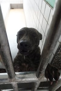 【待認養】混種犬 狗 (女生) - 宜蘭縣流浪動物中途之家