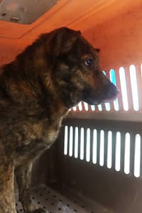 【待認養】混種犬 狗 (女生) - 宜蘭縣流浪動物中途之家