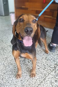 【待認養】混種犬 狗 (男生) - 宜蘭縣流浪動物中途之家