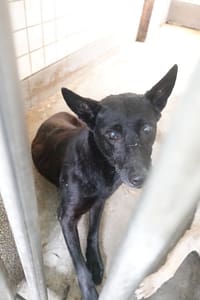 【待認養】混種犬 狗 (女生) - 宜蘭縣流浪動物中途之家