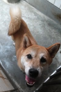 【待認養】柴犬 狗 (女生) - 宜蘭縣流浪動物中途之家