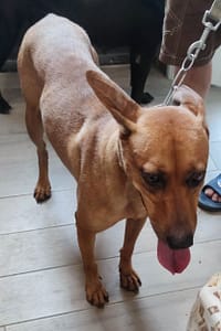 【待認養】混種犬 狗 (女生) - 新北市中和區公立動物之家