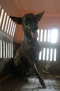 【待認養】混種犬 狗 (女生) - 宜蘭縣流浪動物中途之家