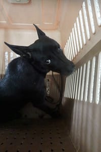 【待認養】混種犬 狗 (女生) - 宜蘭縣流浪動物中途之家