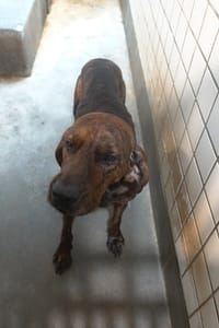 【待認養】混種犬 狗 (男生) - 宜蘭縣流浪動物中途之家