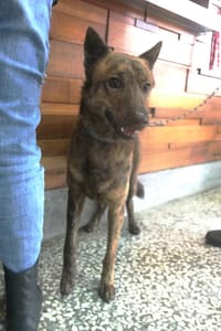 【待認養】混種犬 狗 (男生) - 宜蘭縣流浪動物中途之家