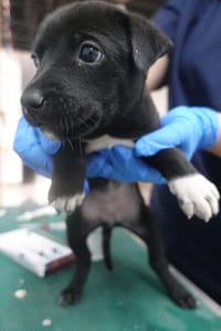 【待認養】混種犬 狗 (女生) - 宜蘭縣流浪動物中途之家