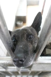 【待認養】混種犬 狗 (男生) - 宜蘭縣流浪動物中途之家