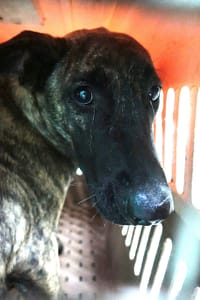 【待認養】混種犬 狗 (男生) - 宜蘭縣流浪動物中途之家