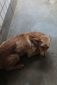 【待認養】混種犬 狗 (女生) - 宜蘭縣流浪動物中途之家