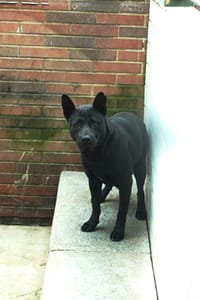 【待認養】混種犬 狗 (女生) - 宜蘭縣流浪動物中途之家