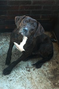 【待認養】混種犬 狗 (男生) - 宜蘭縣流浪動物中途之家