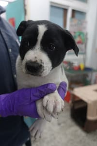 【待認養】混種犬 狗 (男生) - 宜蘭縣流浪動物中途之家