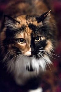 奧斯卡寵物股份有限公司內埔分公司