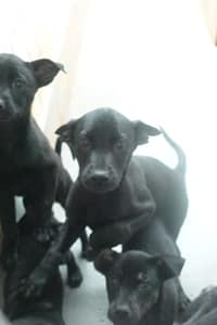 【待認養】混種犬 狗 (未知) - 宜蘭縣流浪動物中途之家