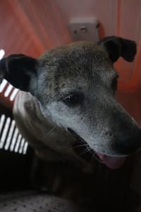 【待認養】混種犬 狗 (男生) - 宜蘭縣流浪動物中途之家