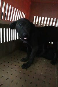 【待認養】混種犬 狗 (女生) - 宜蘭縣流浪動物中途之家