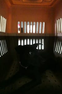 【待認養】混種犬 狗 (女生) - 宜蘭縣流浪動物中途之家