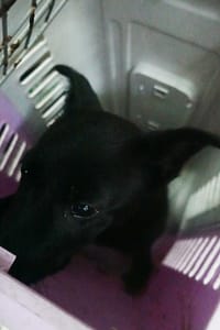 【待認養】混種犬 狗 (女生) - 宜蘭縣流浪動物中途之家