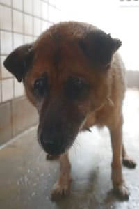 【待認養】混種犬 狗 (男生) - 宜蘭縣流浪動物中途之家