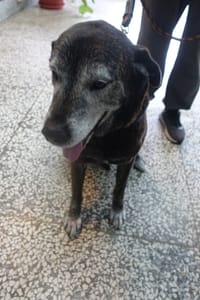 【待認養】混種犬 狗 (男生) - 宜蘭縣流浪動物中途之家