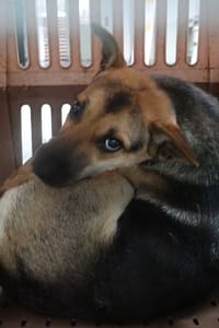 【待認養】混種犬 狗 (女生) - 宜蘭縣流浪動物中途之家