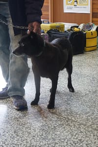 【待認養】混種犬 狗 (女生) - 宜蘭縣流浪動物中途之家