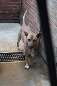 【待認養】混種犬 狗 (男生) - 宜蘭縣流浪動物中途之家