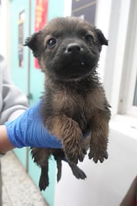 【待認養】混種犬 狗 (未知) - 宜蘭縣流浪動物中途之家