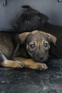 【待認養】混種犬 狗 (男生) - 宜蘭縣流浪動物中途之家