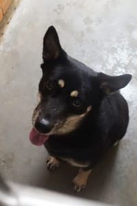 【待認養】混種犬 狗 (女生) - 宜蘭縣流浪動物中途之家