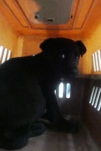 【待認養】混種犬 狗 (男生) - 宜蘭縣流浪動物中途之家