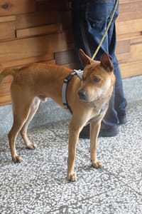 【待認養】混種犬 狗 (男生) - 宜蘭縣流浪動物中途之家