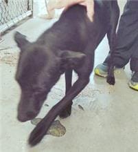 【待認養】混種犬 狗 (女生) - 新北市五股區公立動物之家