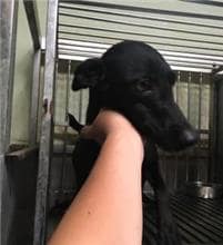 【待認養】混種犬 狗 (女生) - 新北市五股區公立動物之家