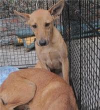 【待認養】混種犬 狗 (男生) - 新北市新店區公立動物之家