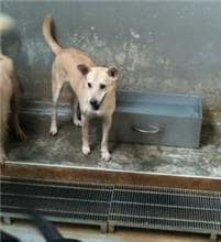 【待認養】混種犬 狗 (男生) - 新北市五股區公立動物之家