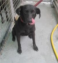 【待認養】混種犬 狗 (女生) - 新北市新店區公立動物之家