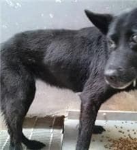 【待認養】混種犬 狗 (男生) - 新北市五股區公立動物之家