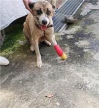 【待認養】混種犬 狗 (男生) - 新北市中和區公立動物之家