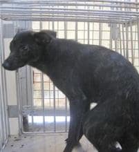 【待認養】混種犬 狗 (女生) - 新北市新店區公立動物之家